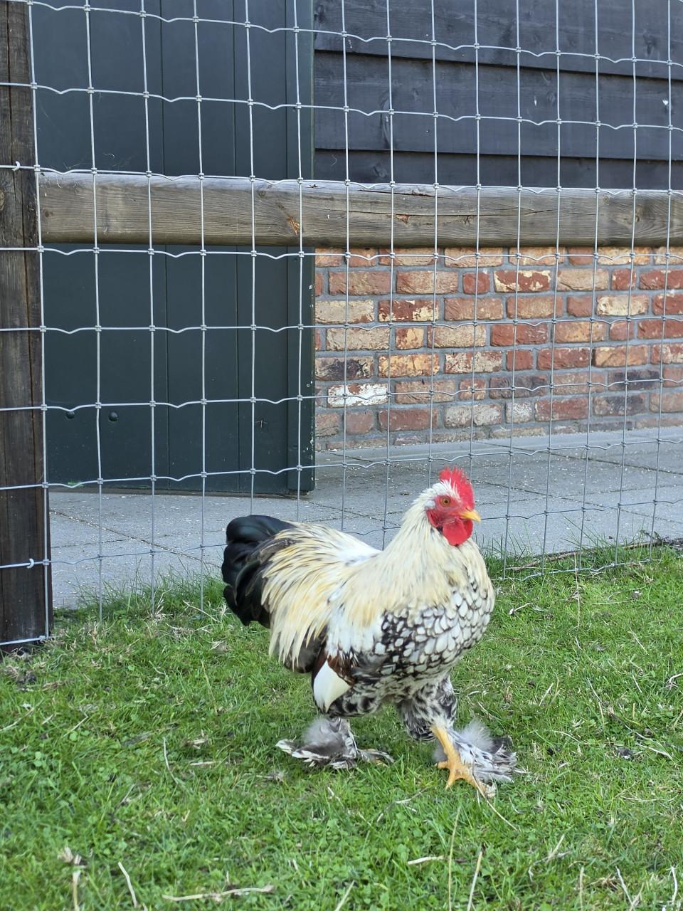 2 mooie jonge  brahma haantjes van begin mei