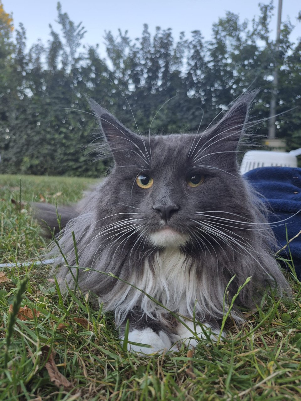 Maine coon dekkater (niet te koop)
