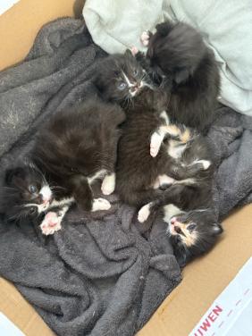 Nog 2 kittens te koop