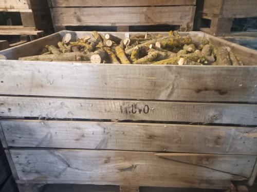 Diverse soorten haardhout; es, veldesdoorn/moerbei, wilg