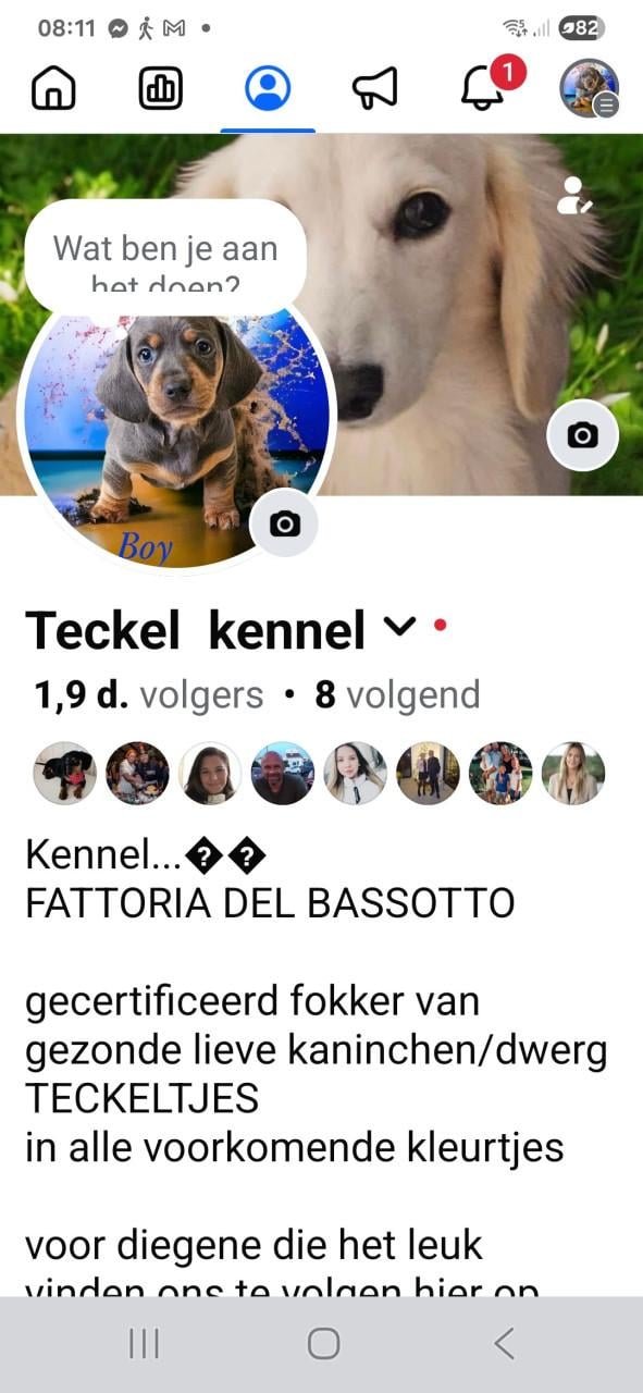 FATTORIA DEL BASOTTO teckel kennel