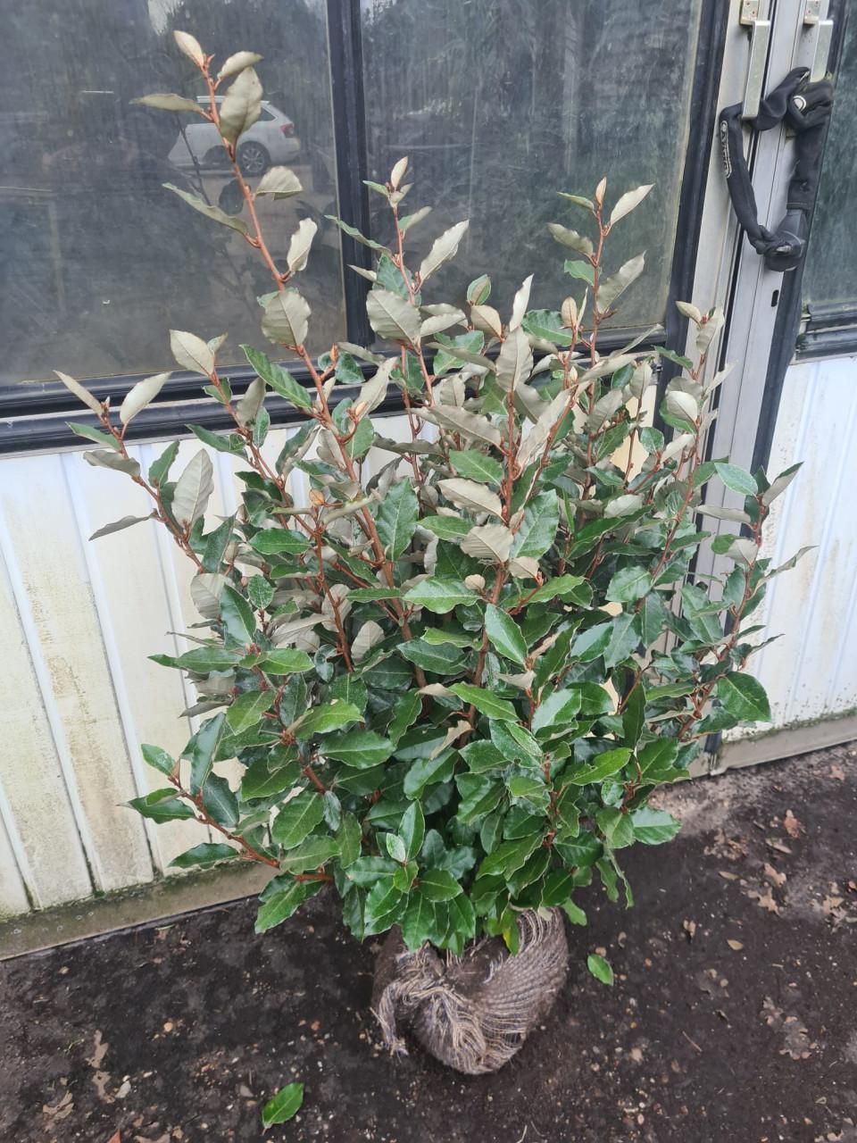 Olijfwilg compacta haagplanten van ca 60 cm tot 125 cm