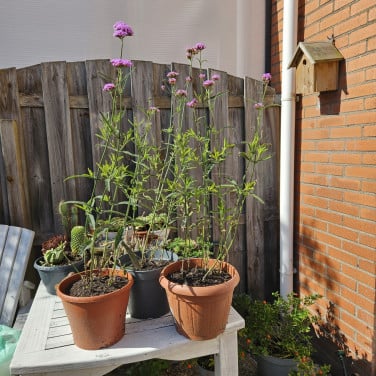 Verbena