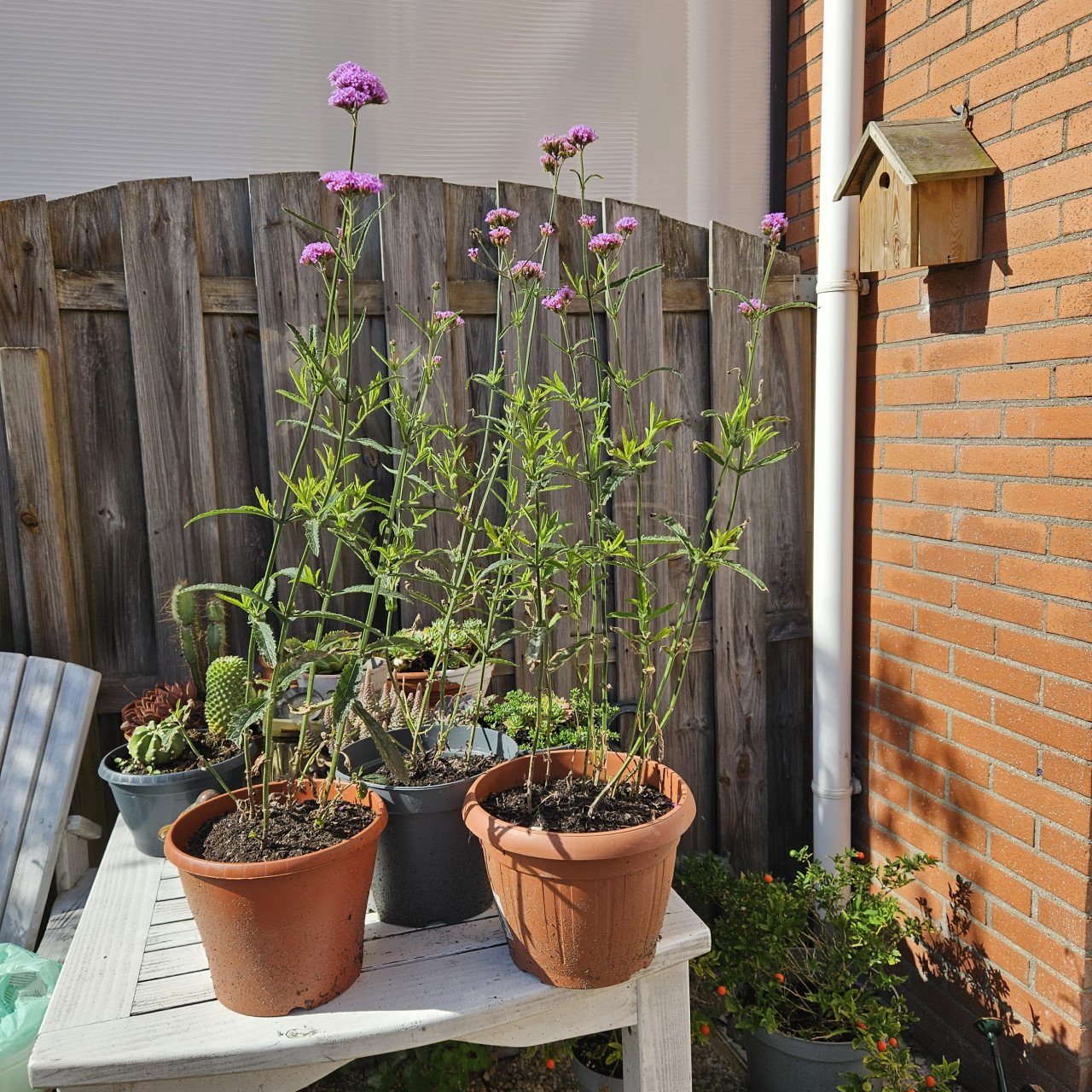 Verbena