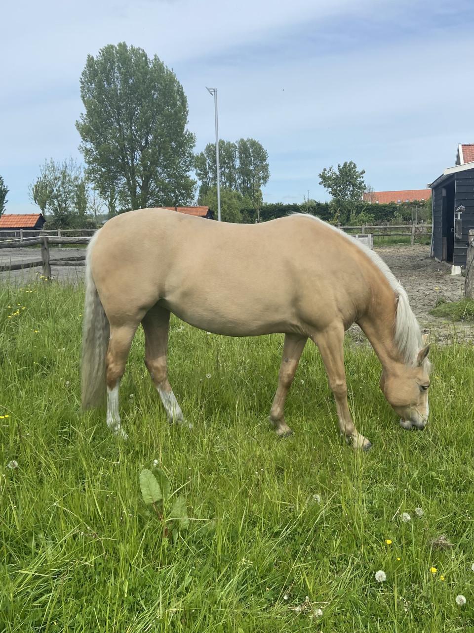 6-jarige Palomino PRE merrie