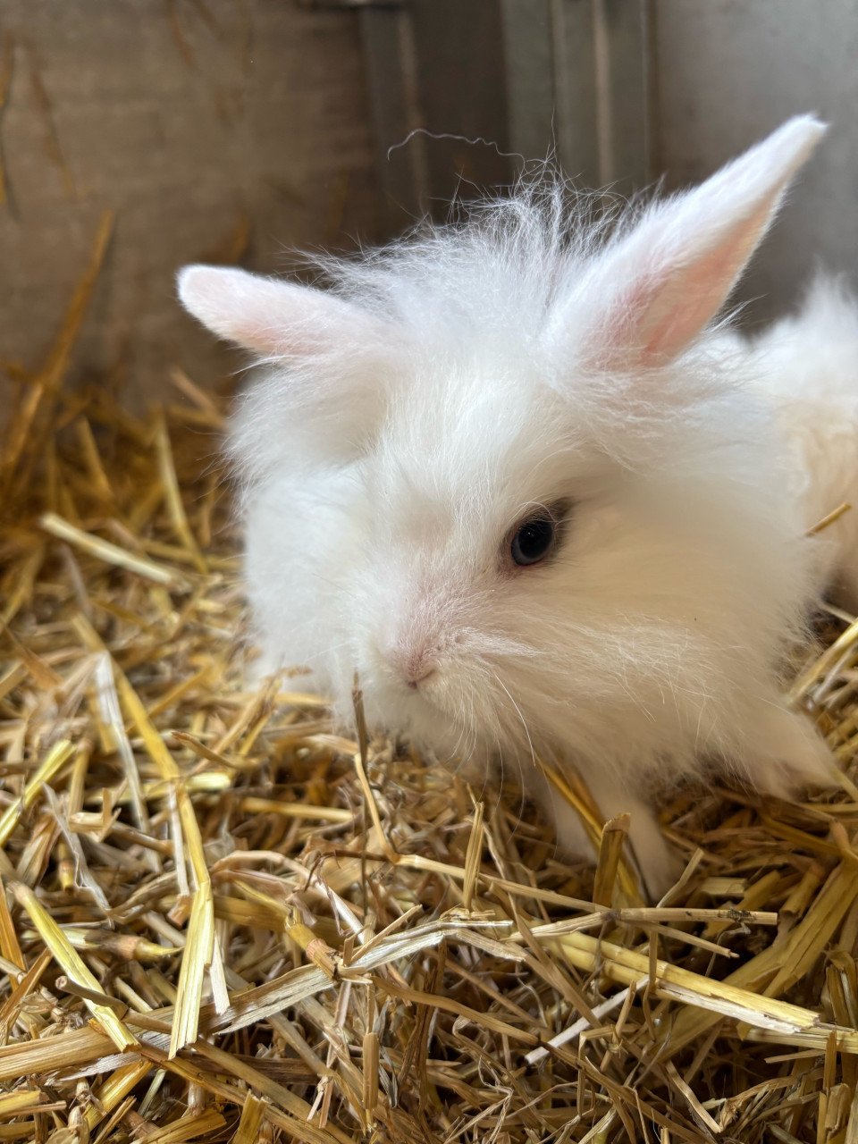 Lieve jonge konijntjes