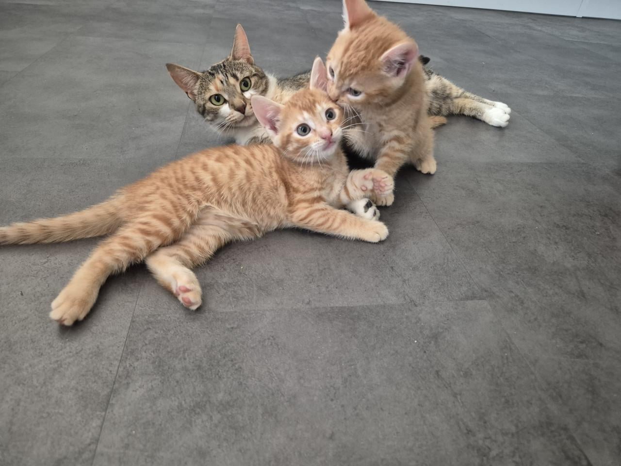 Rode Kitten