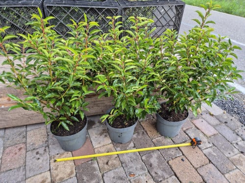 Portugese laurier bossige haagplanten 70-90 cm