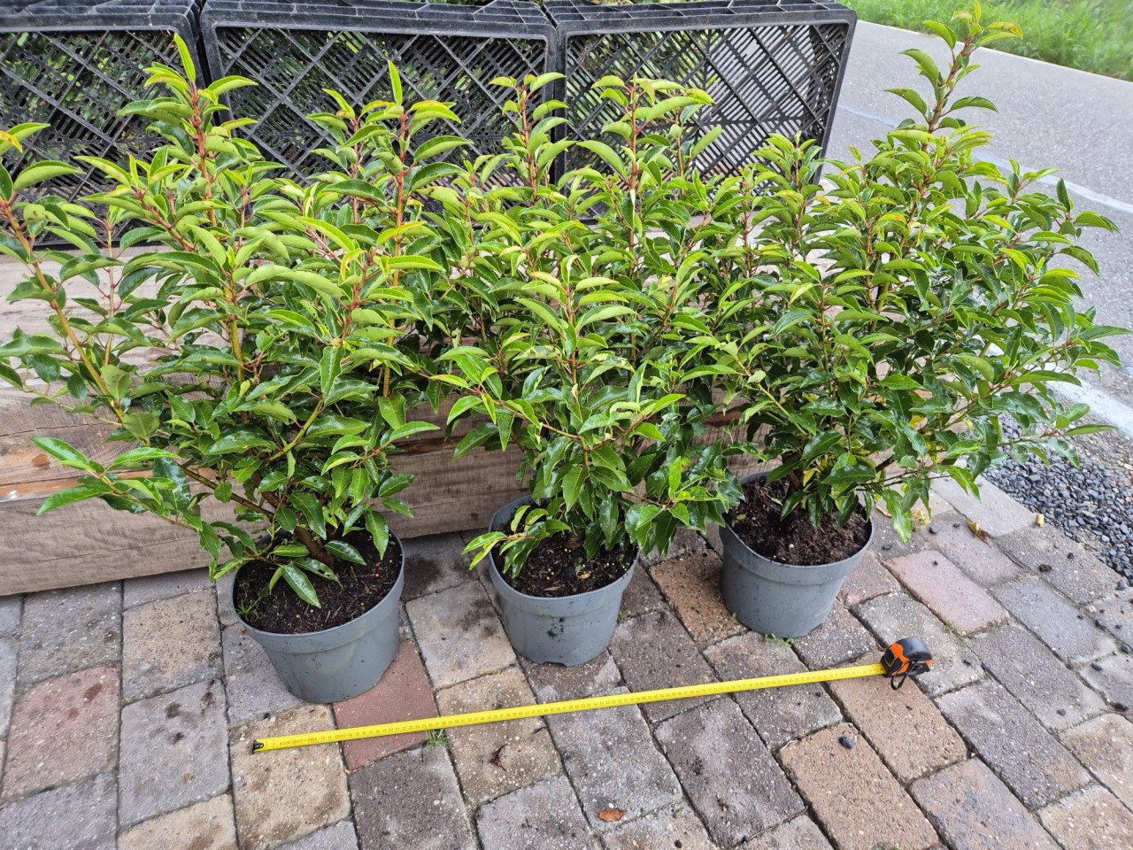 Portugese laurier bossige haagplanten 70-90 cm