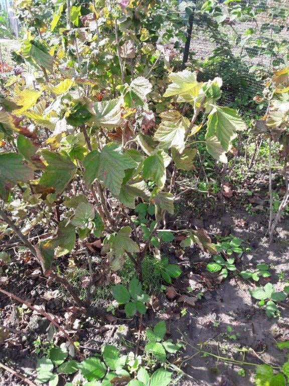 Bramenplanten, bessenstekken, druivenstekken, druivenplanten