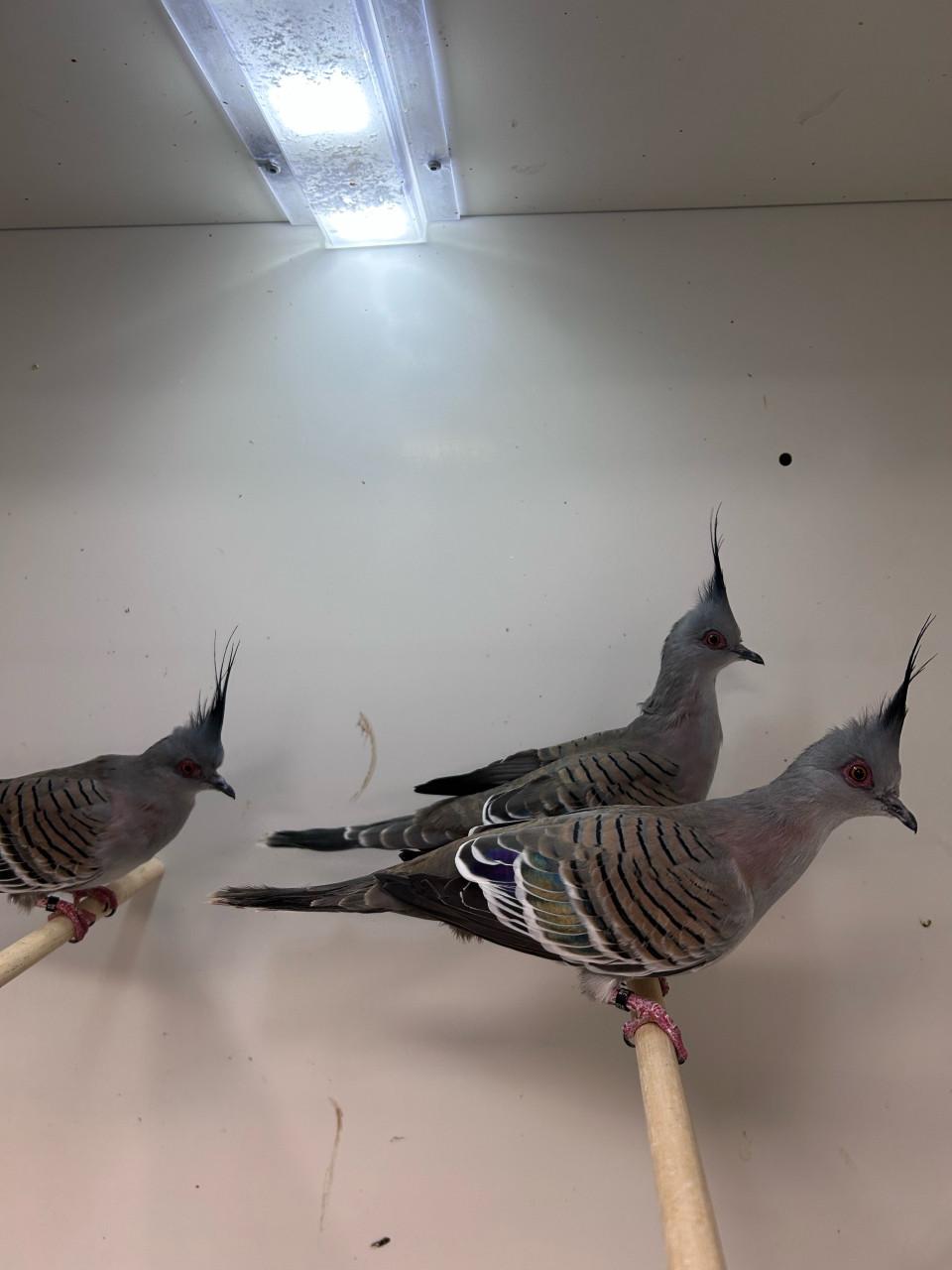 2-2 Australische kuifduif