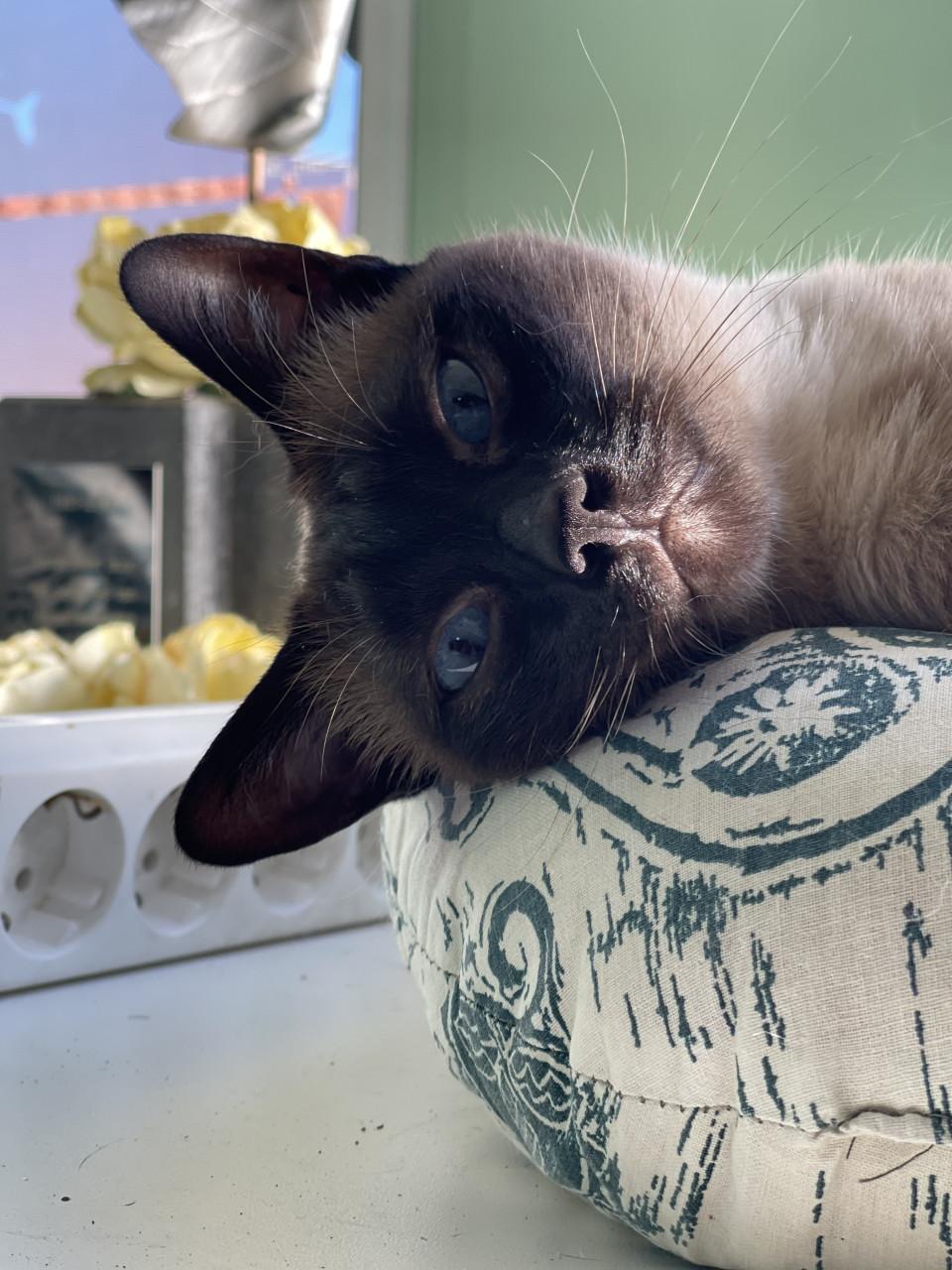 Gezocht lief nieuw huisje