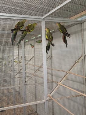 Jonge bergparkieten