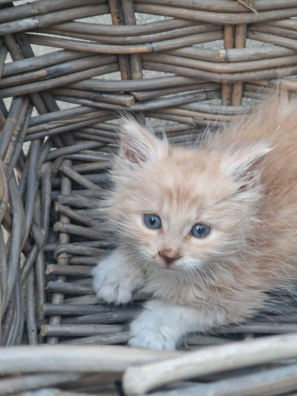 Te koop mooie Maine Coon kittens