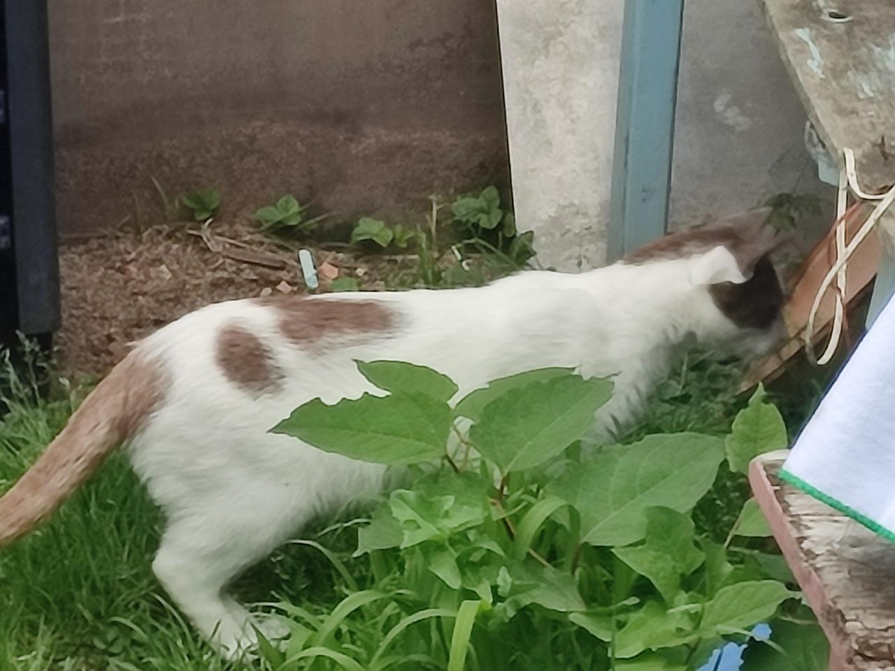 Van wie is deze kat?(Paauwenburg Vlissingen.)