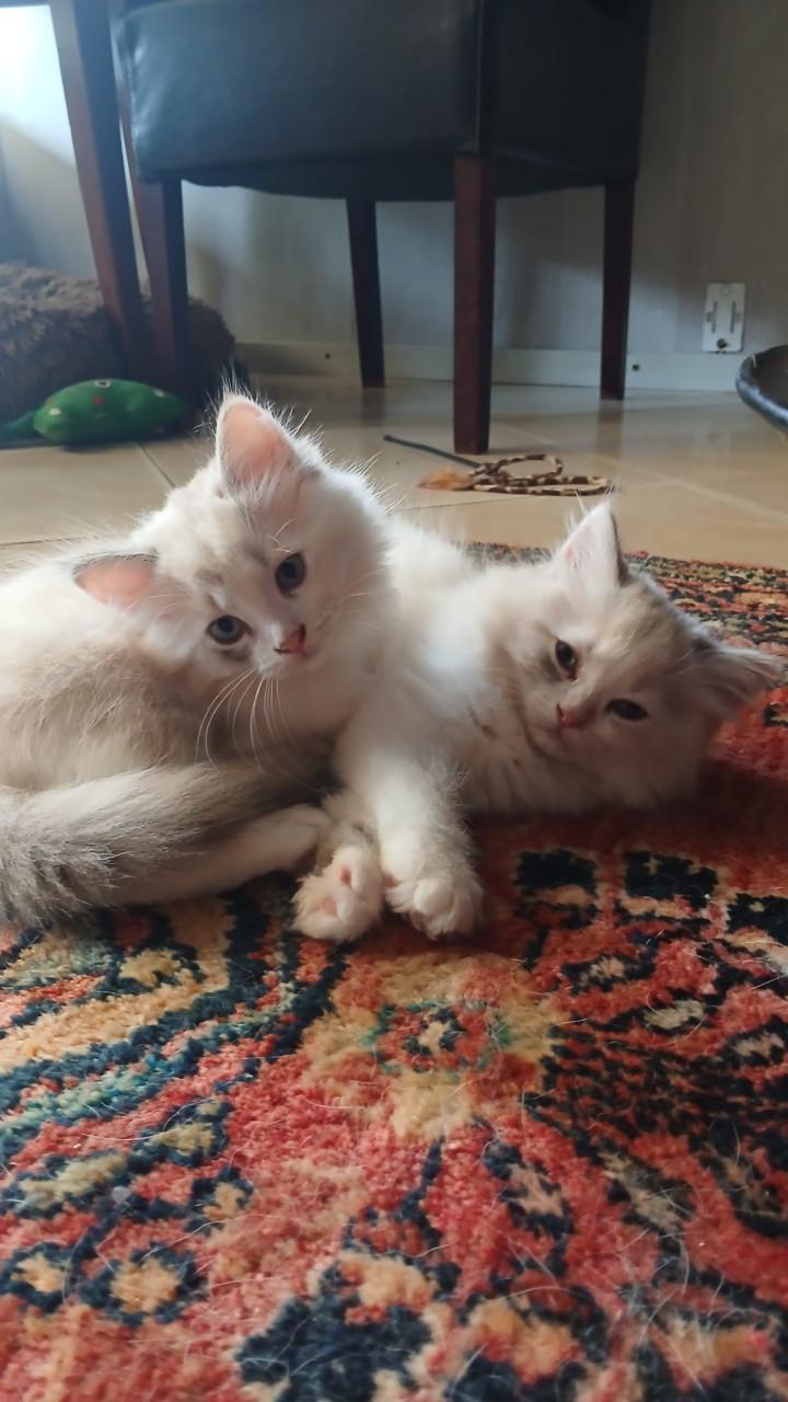 2 ragdoll kittens