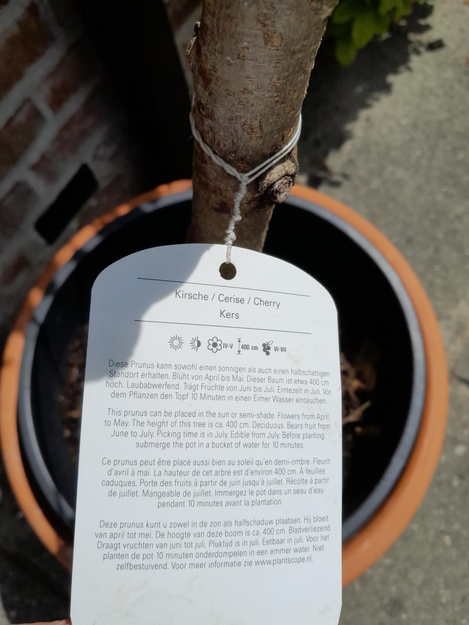 Laagstam kersenboom Bigarreau Burlat