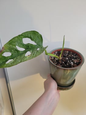Monstera adansonii mint stek