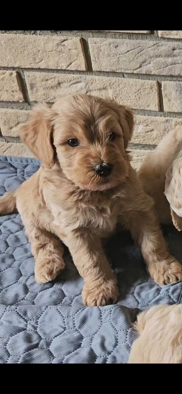 Goldendoodle f1 x australian labradoodle pups