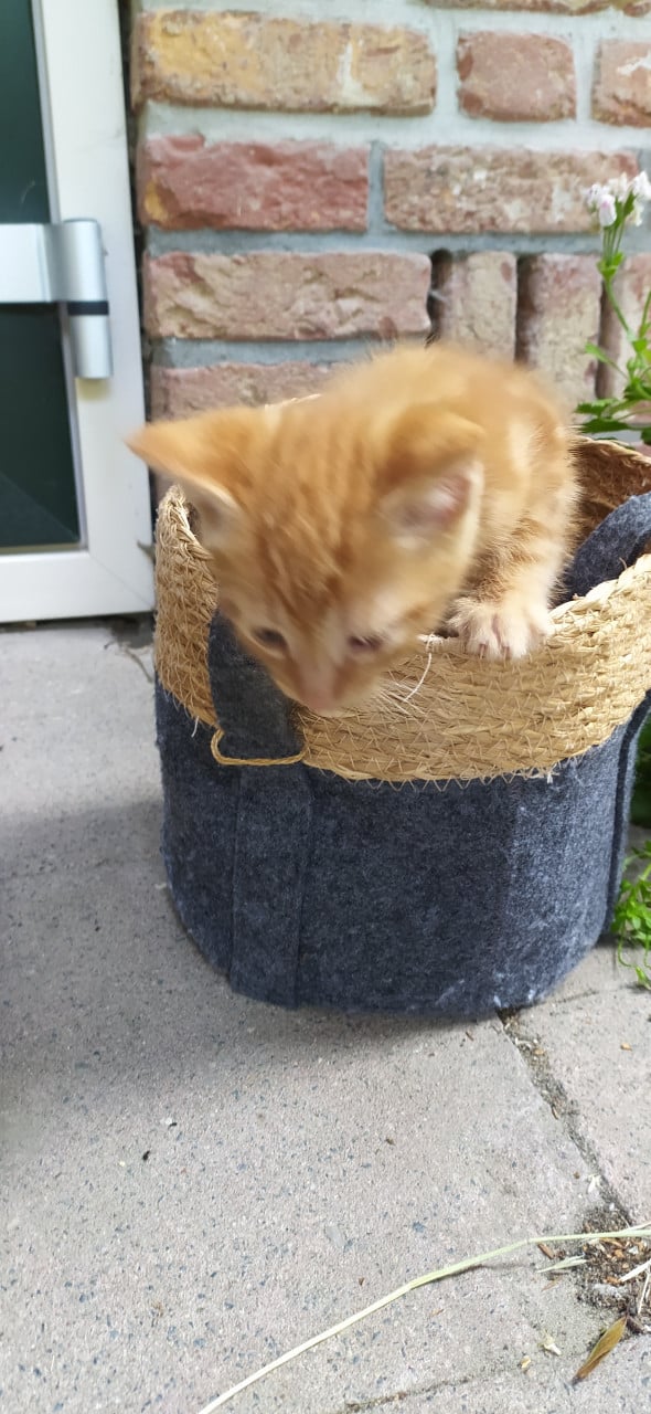 Schattige kittens