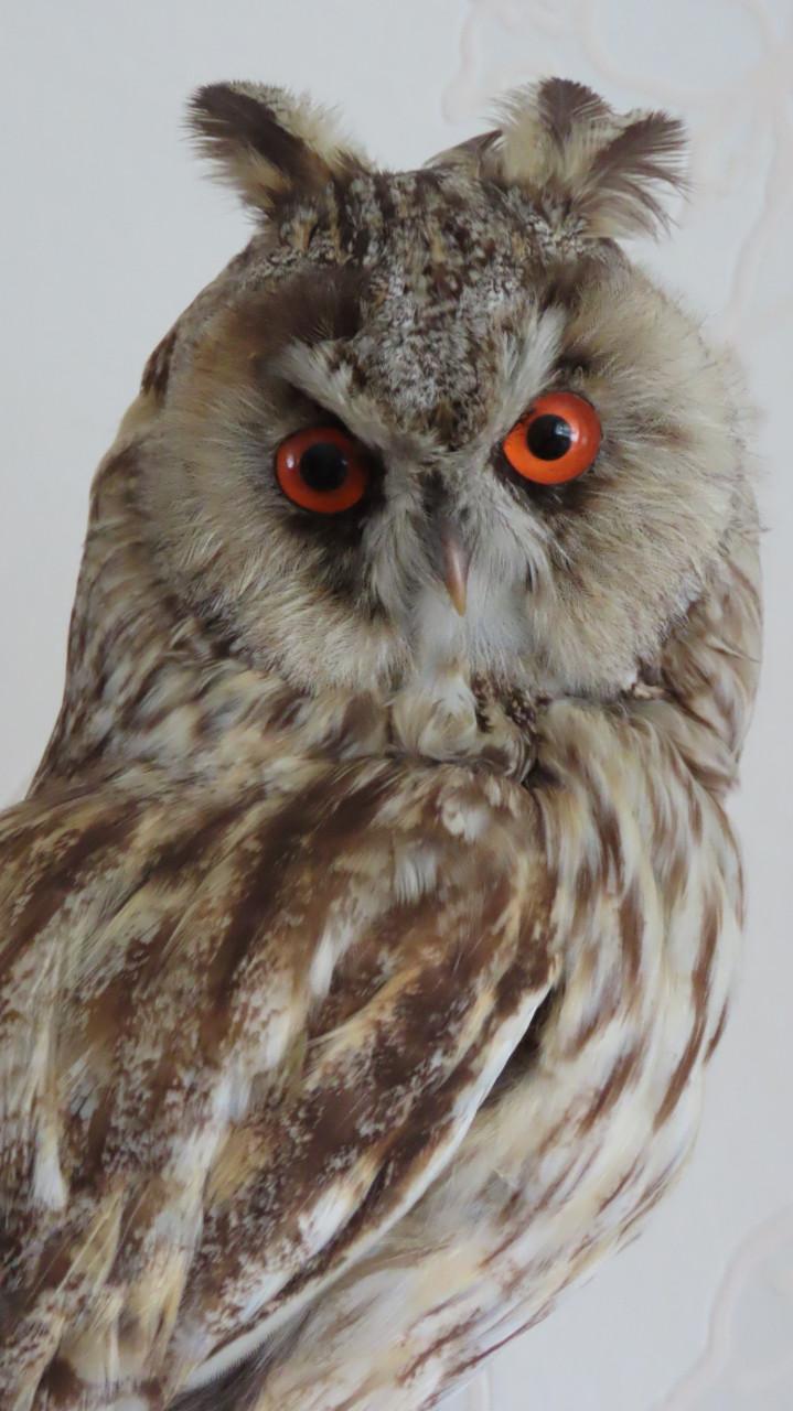 Ransuil met vergunning