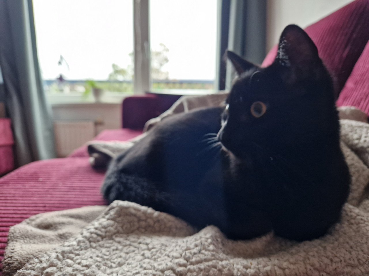 Aanhankelijk, speels katje