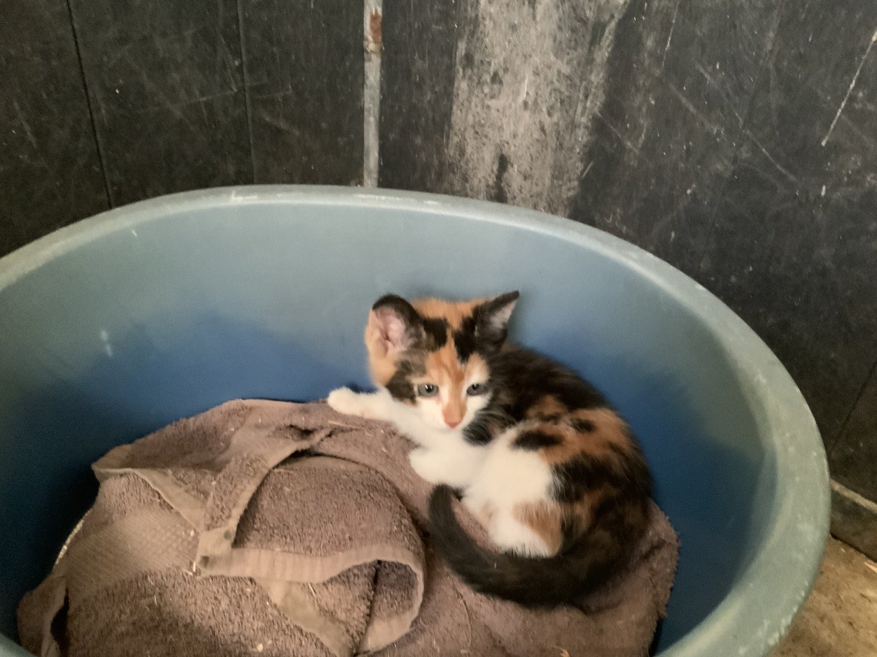 Kitten