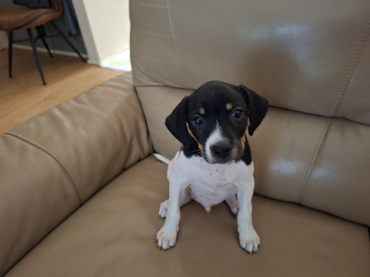 Mooie boerenfox pup