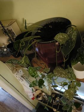 Hangplant binnen plant