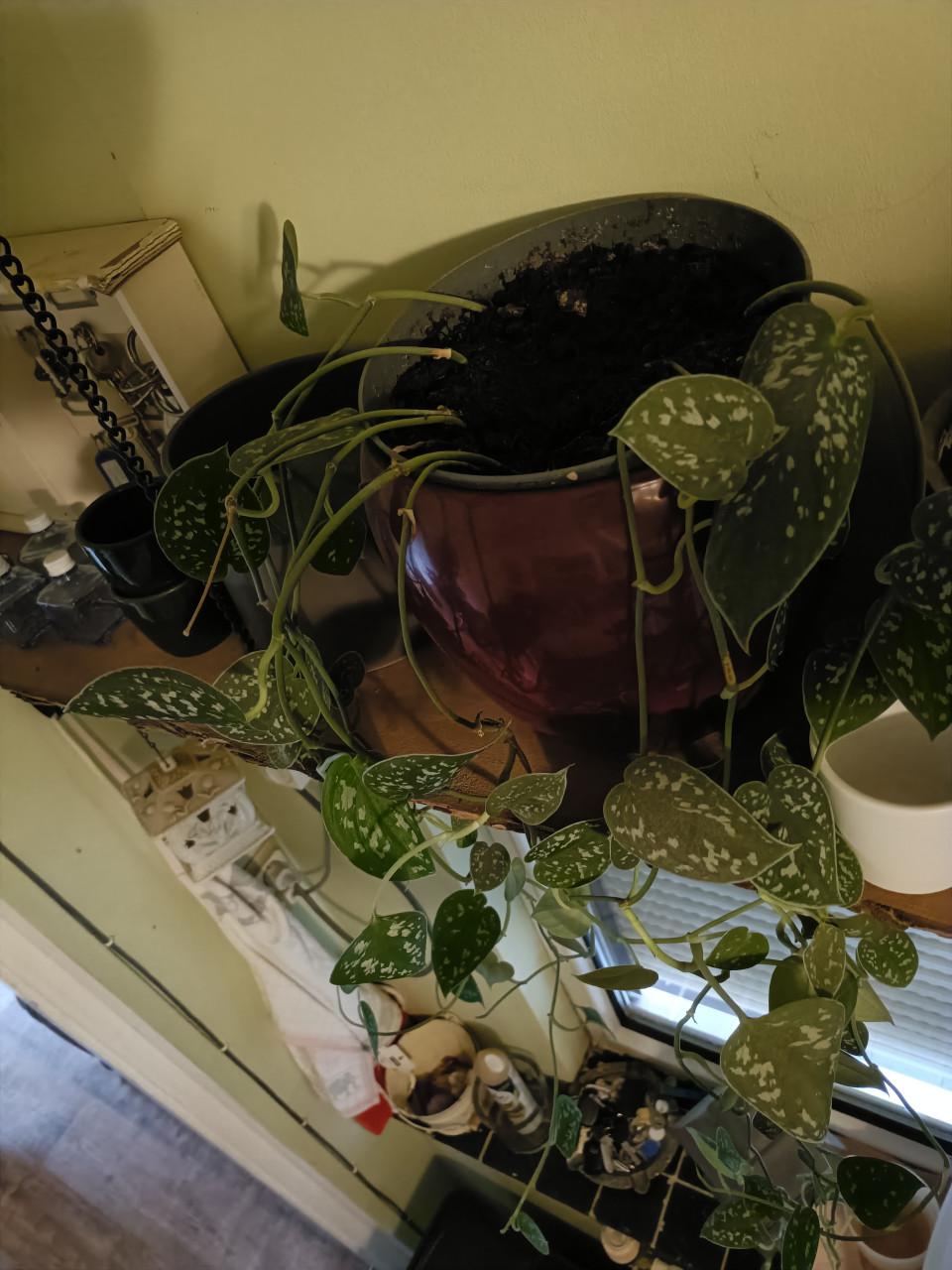 Hangplant binnen plant