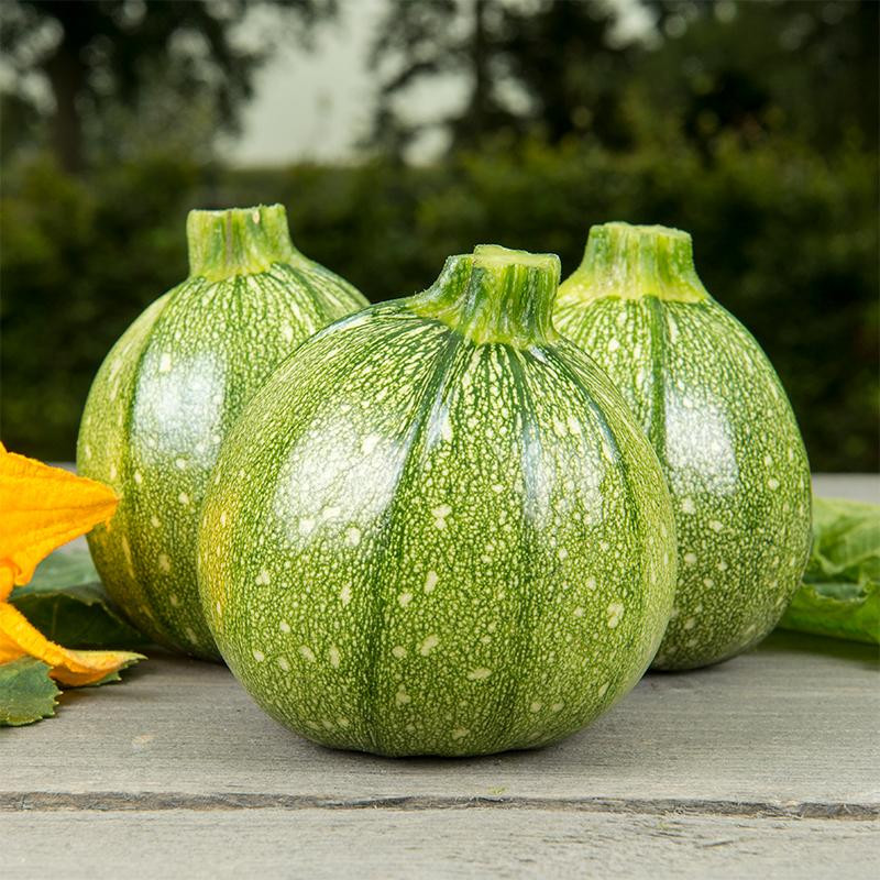 Div. pompoen en courgette plantjes BIO