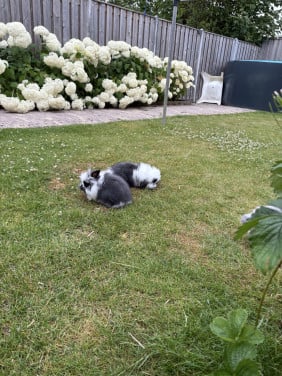 2 lieve jonge konijntjes