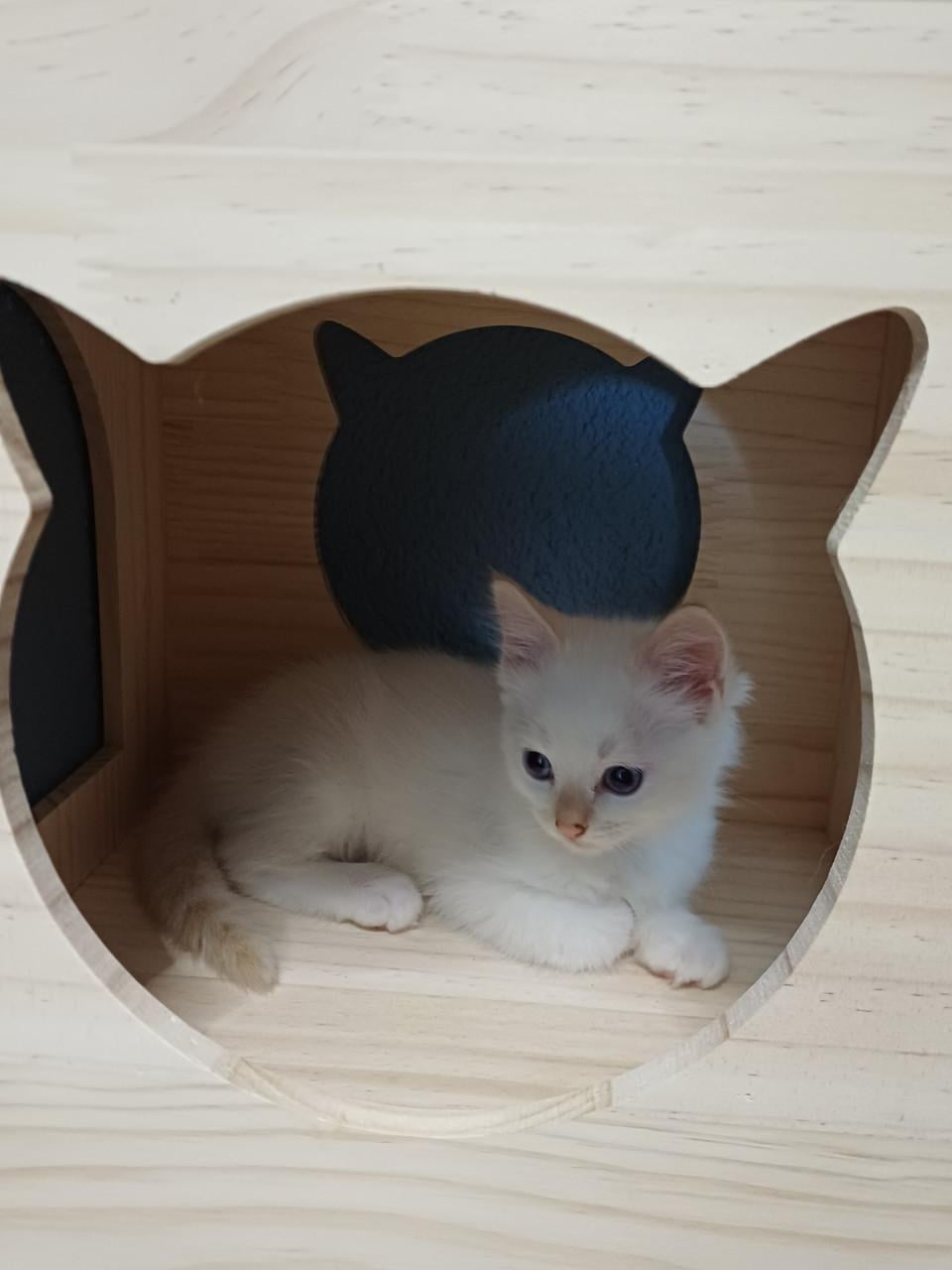 Super leuke Ragdoll kittens met stamboom beschikbaar.