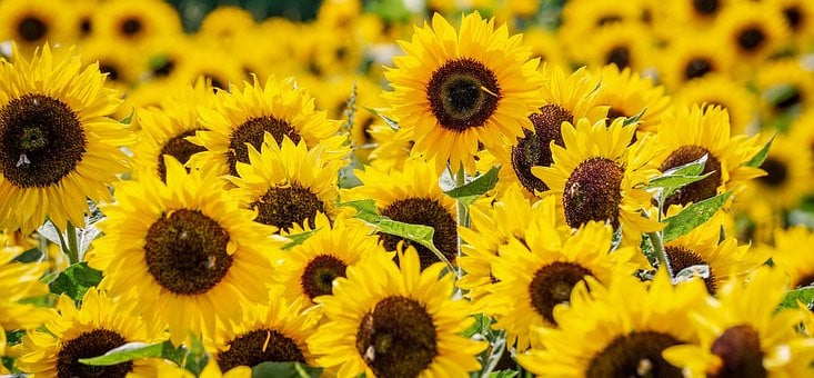 Biologisch moes tuinieren in Middelburg