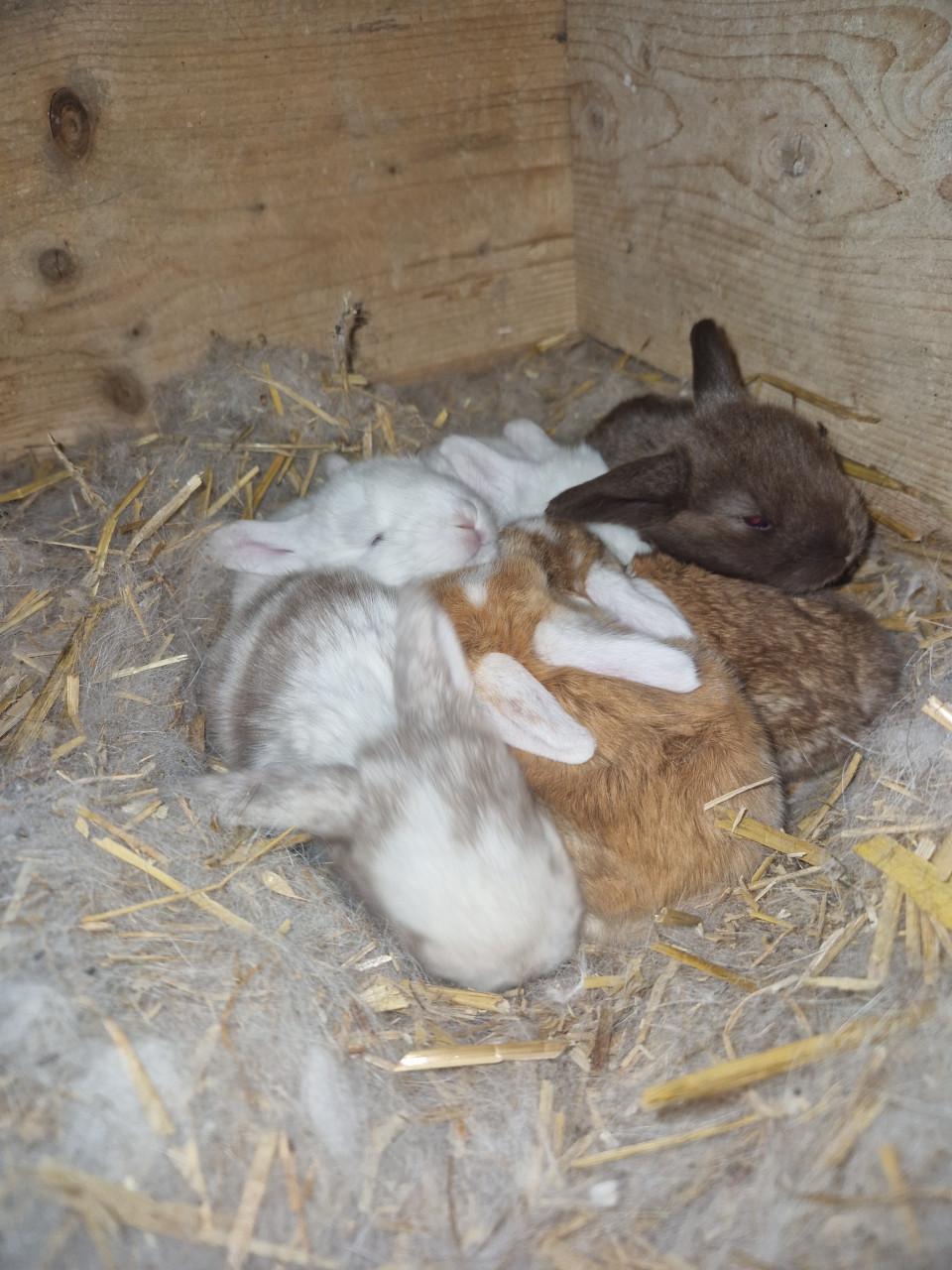 Lieve fransje hangoren