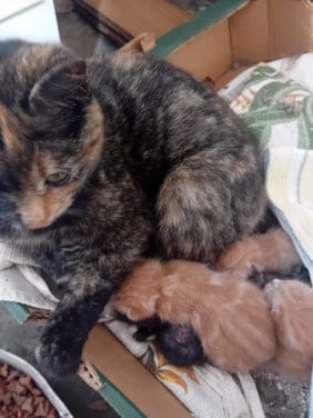 Kittens