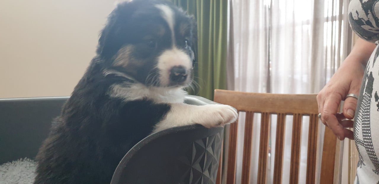 Border Collie