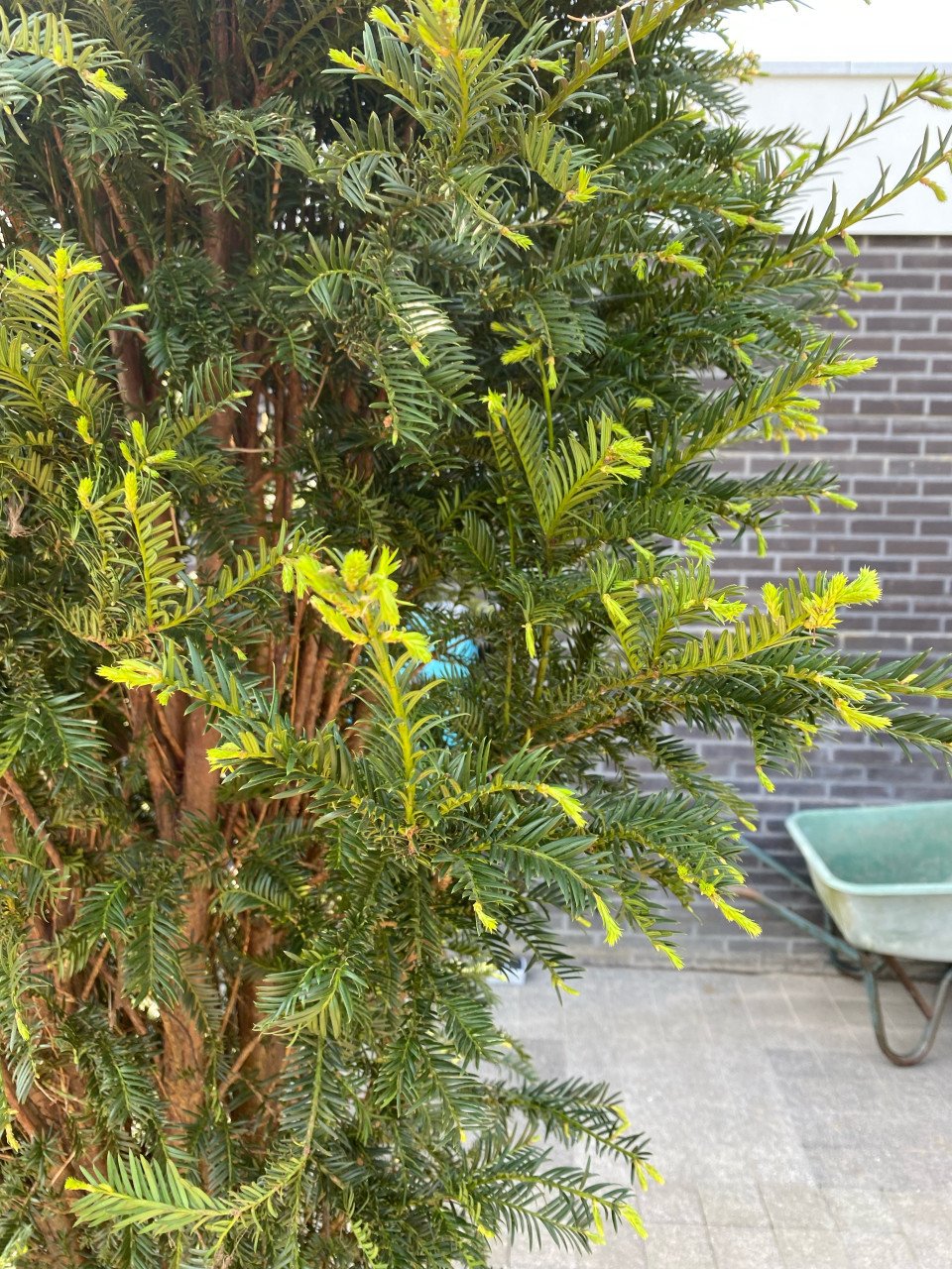Taxus Baccata 160 - 180 cm