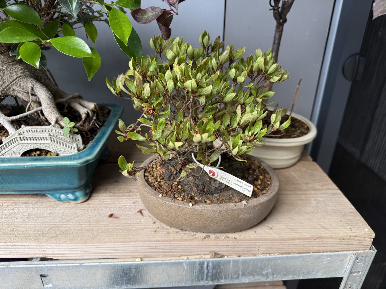 Bonsai boompje Azalea Hinomaru