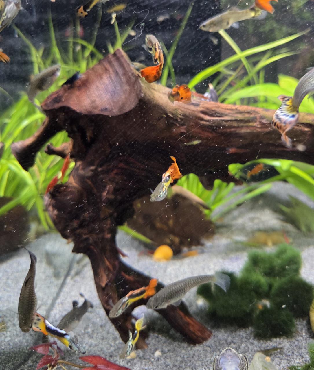 Guppy's