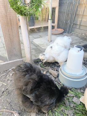 3 Silkie hennen Gratis op te halen