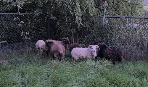 Ouessant ram