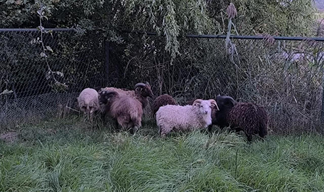 Ouessant ram