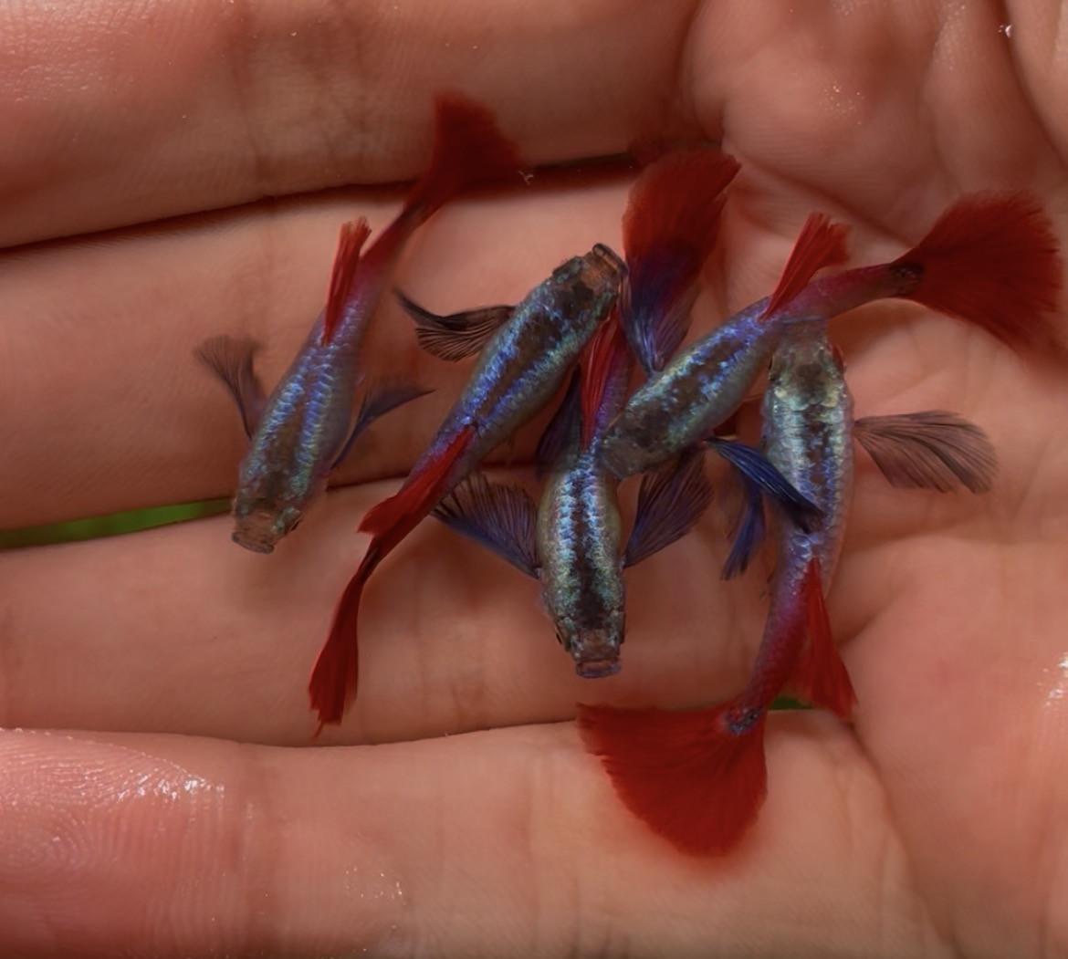 Platinum dumbo ear red tail guppy mannen.