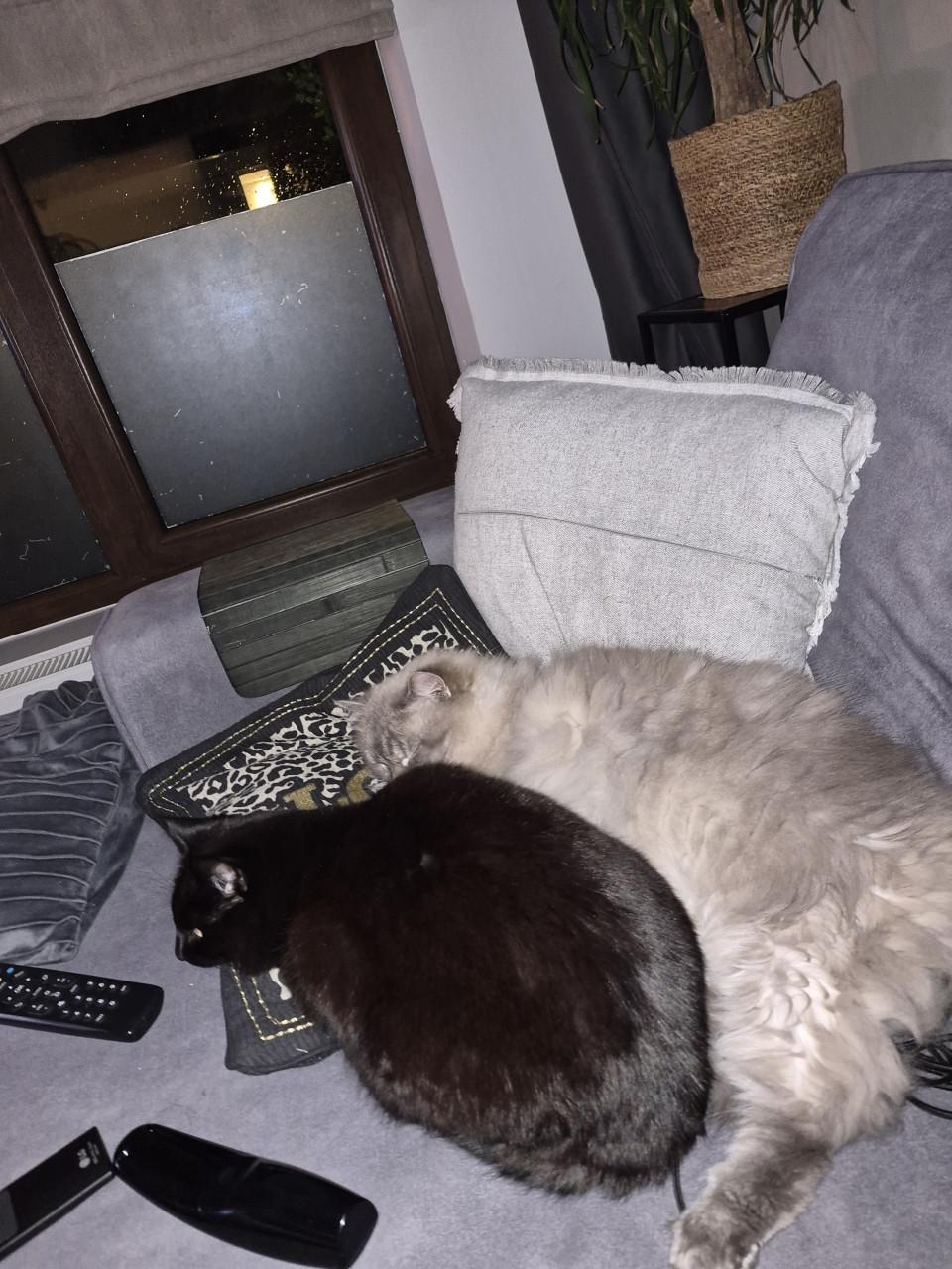 Molly zoekt een nieuw huisje🐱