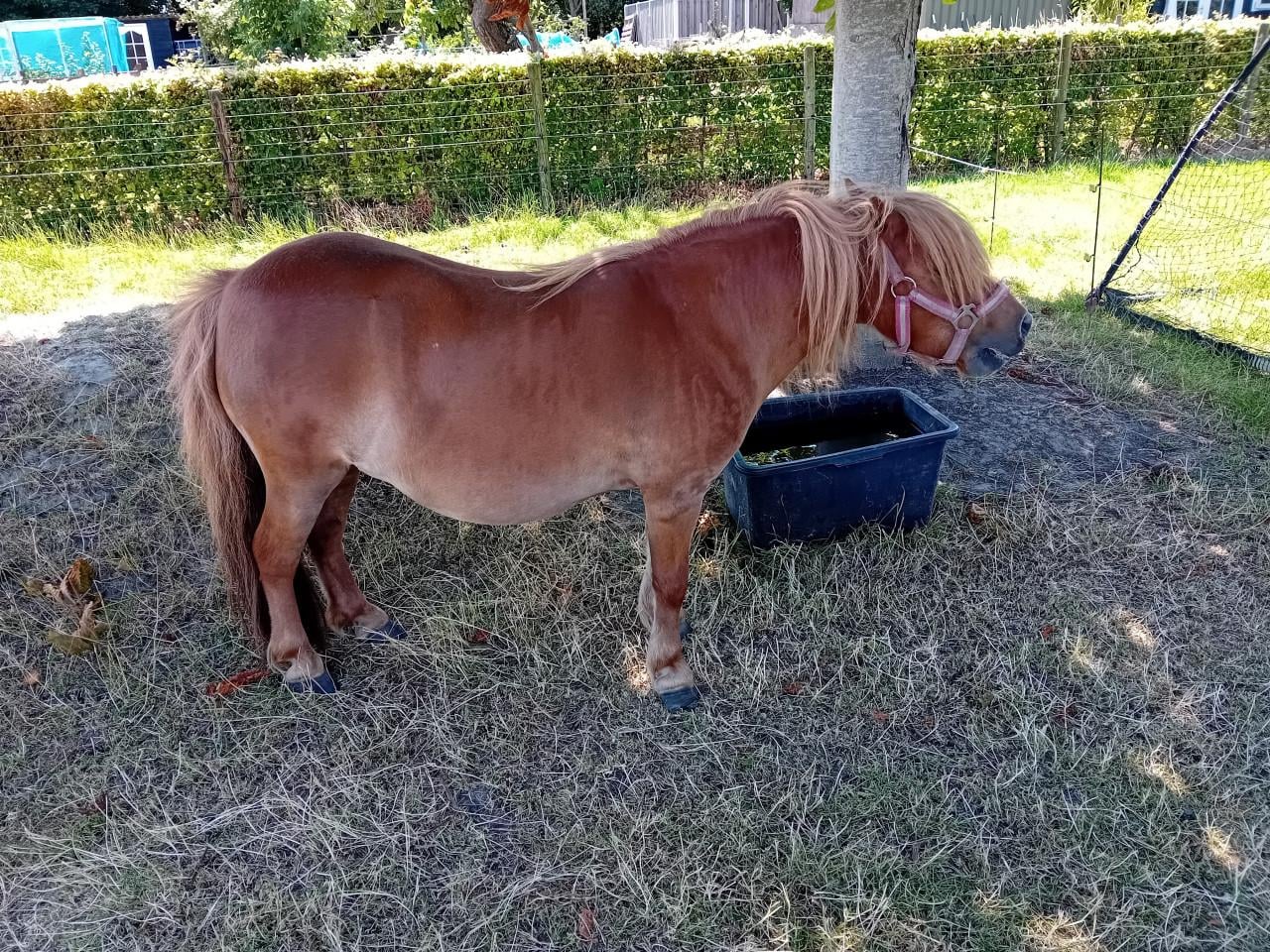 Lieve shetland pony