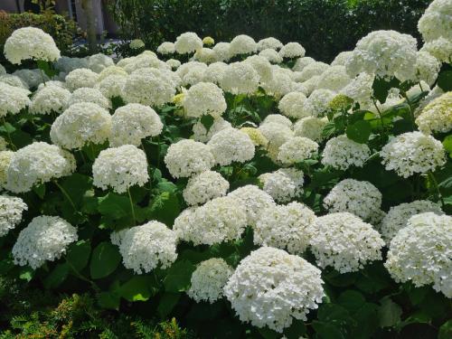 Hortensia Annabelle