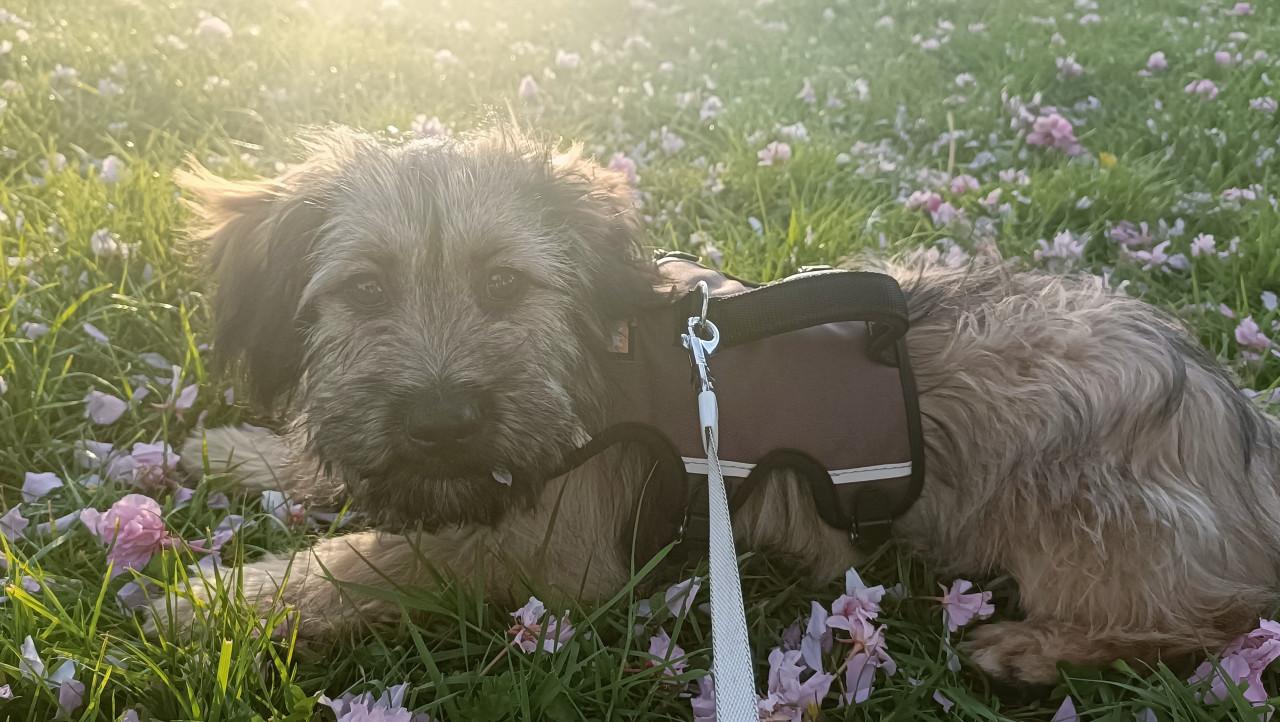 Lieve fluffy sociale pup 6mnd