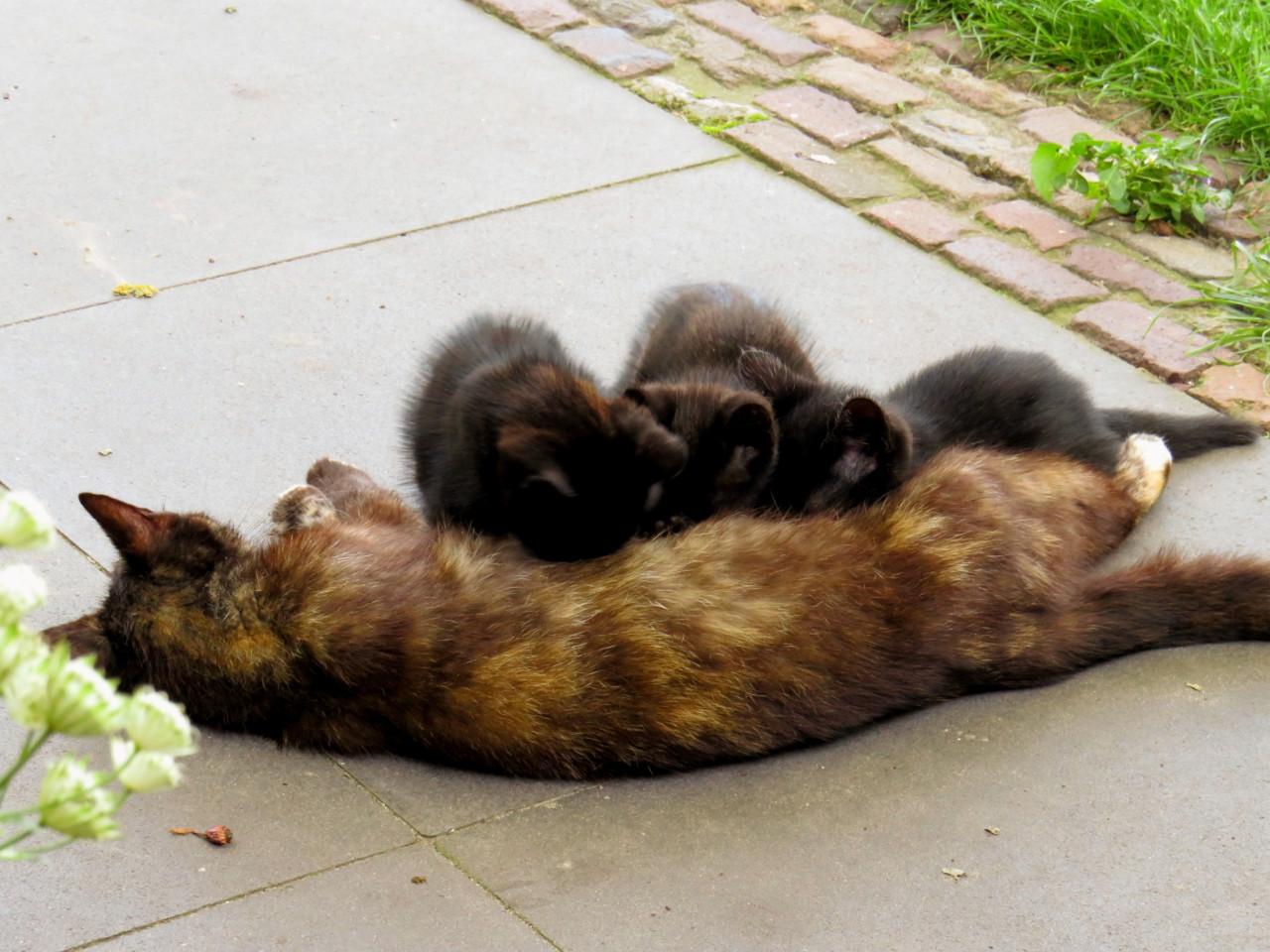 Kittens