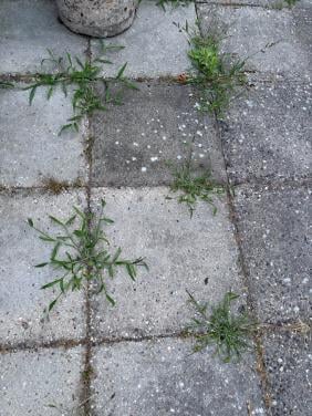 Gezocht iemand die de tuin onkruid vrij kan maken